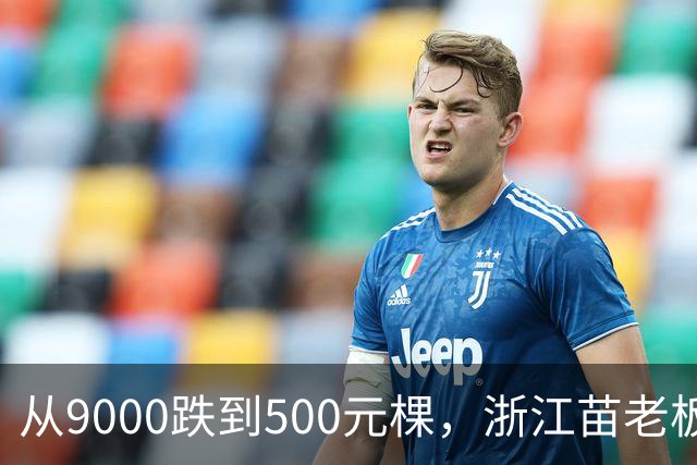 从9000跌到500元/棵，浙江苗老板硬刚：砍了当柴也不贱卖！